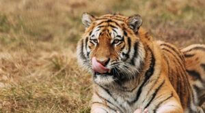 Golden Triangle Tour Ranthambore