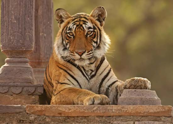 ranthambore